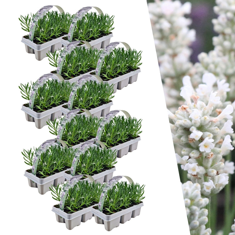 Witte lavendelplanten - Lavendel angustifolia Edelweiss 72 stuks