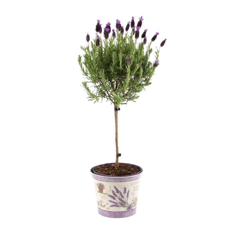 winterharde Lavendel stoechas Anouk® op stam XL in Lavendel decoratie pot -  1 Stuk