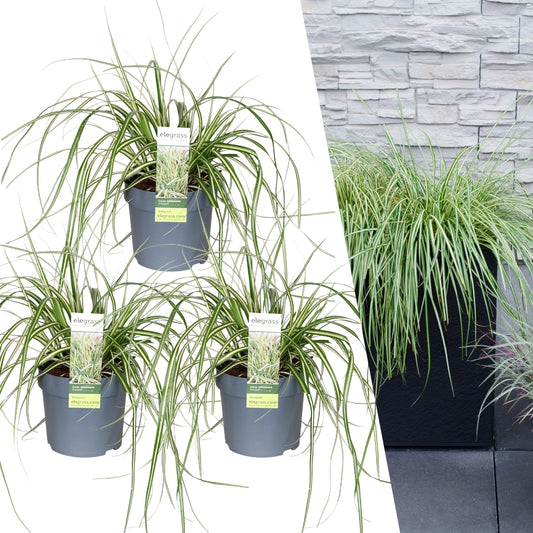 XL Carex hachijoensis 'Evergold' P14 Set von 3