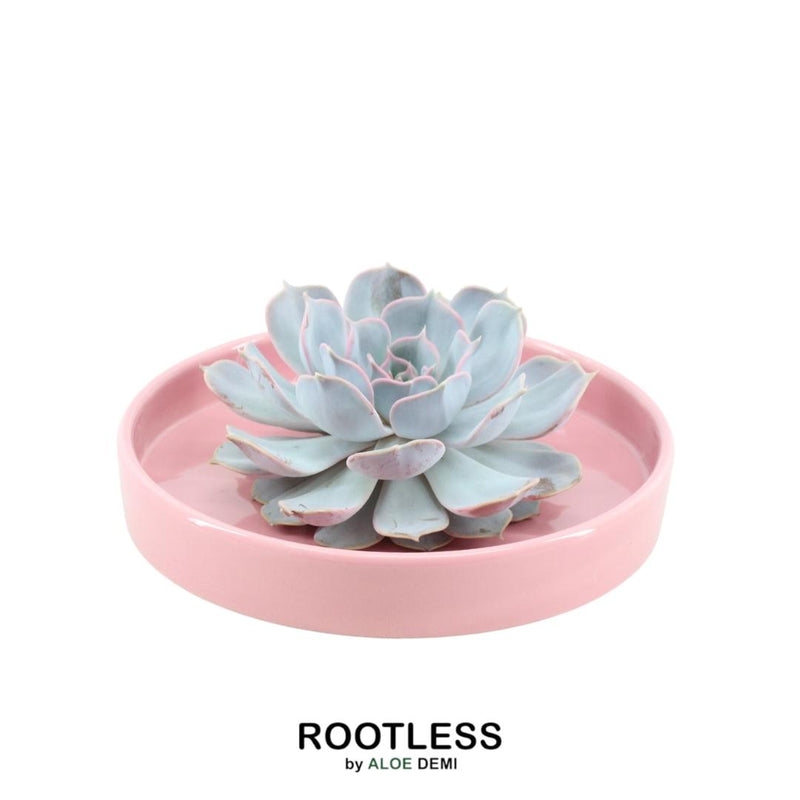 Rootless Succulent Lilacina 12-14 cm Pink Bowl