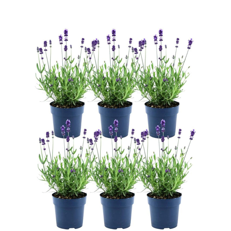 Echte lavendelplanten blauw - Lavendel angustifolia 6 stuks