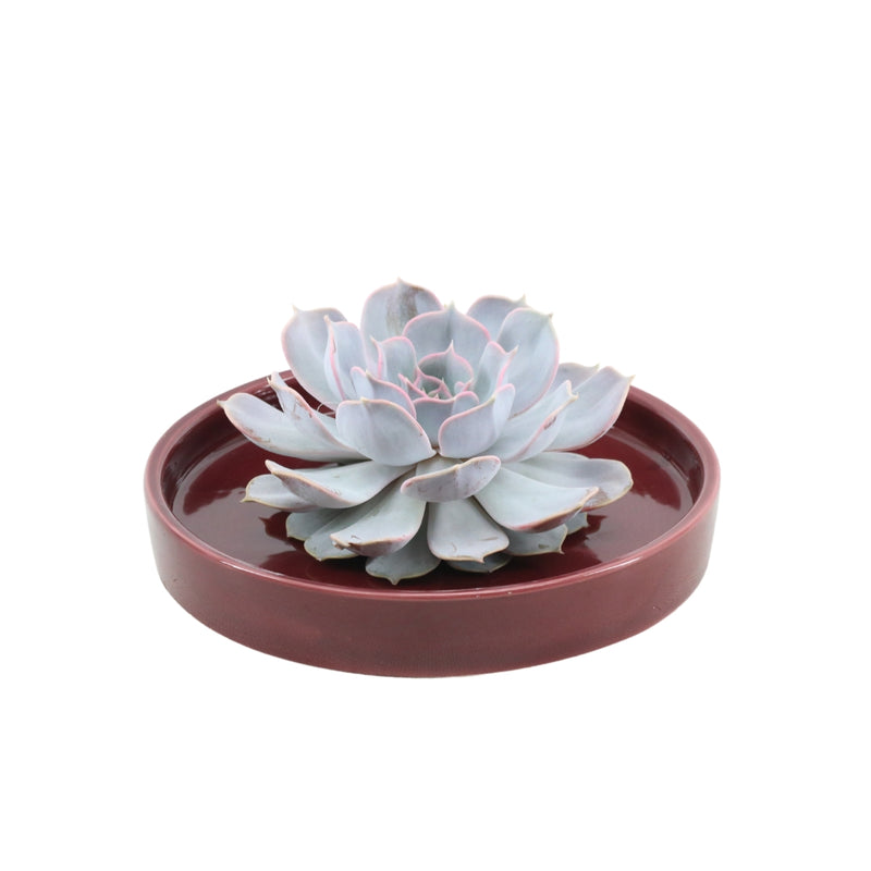 Rootless Succulent Lilacina 12-14 cm Red Bowl