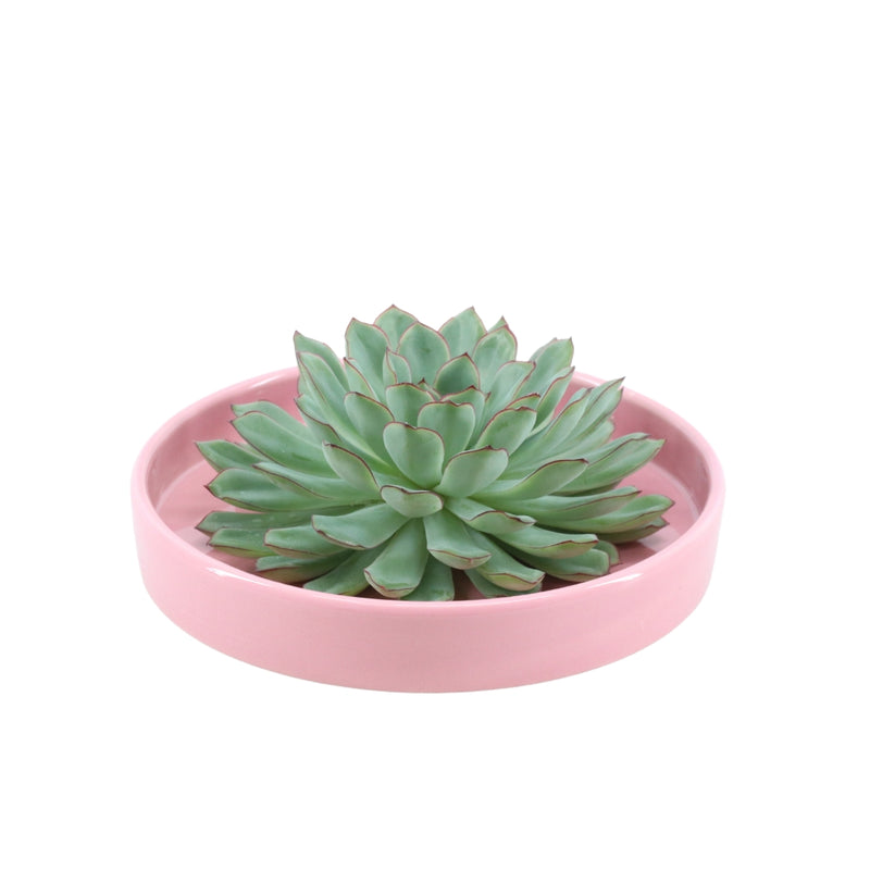 Rootless Succulent Pulidonis 12-14 cm Pink Bowl