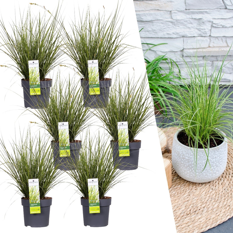 Carex brunnea Variegata XL - 6 stuks