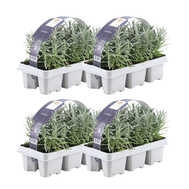 Blauwe lavendelplanten - Lavendel angustifolia Grosso 24 stuks