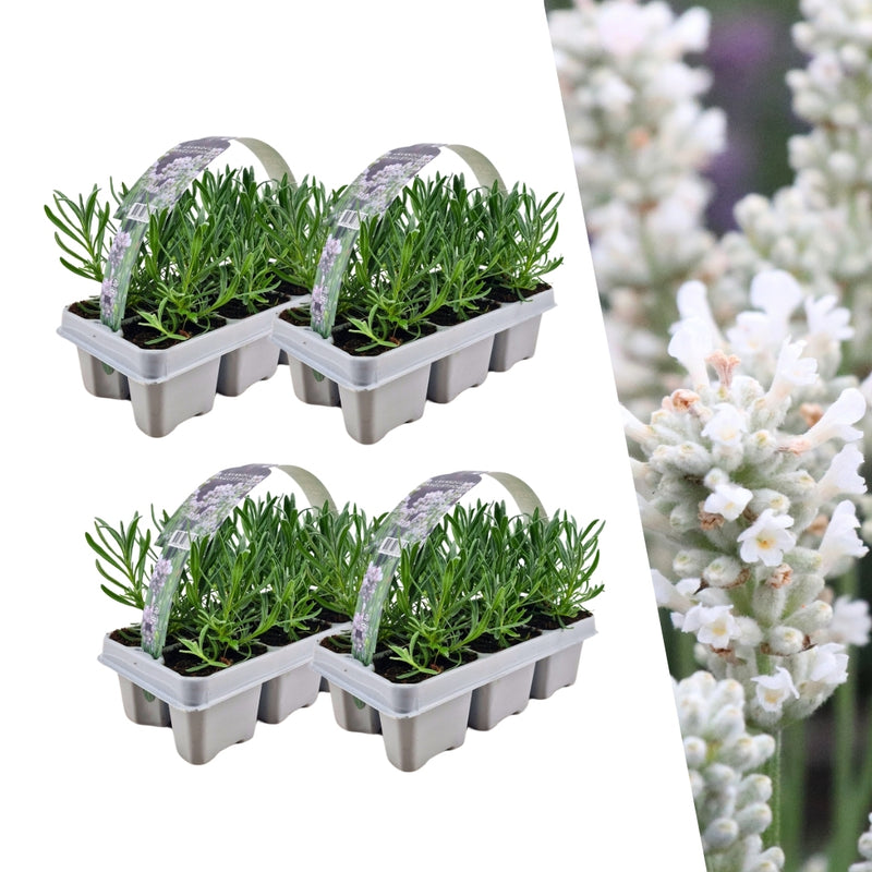 Witte lavendelplanten - Lavendel angustifolia Edelweiss 24 stuks