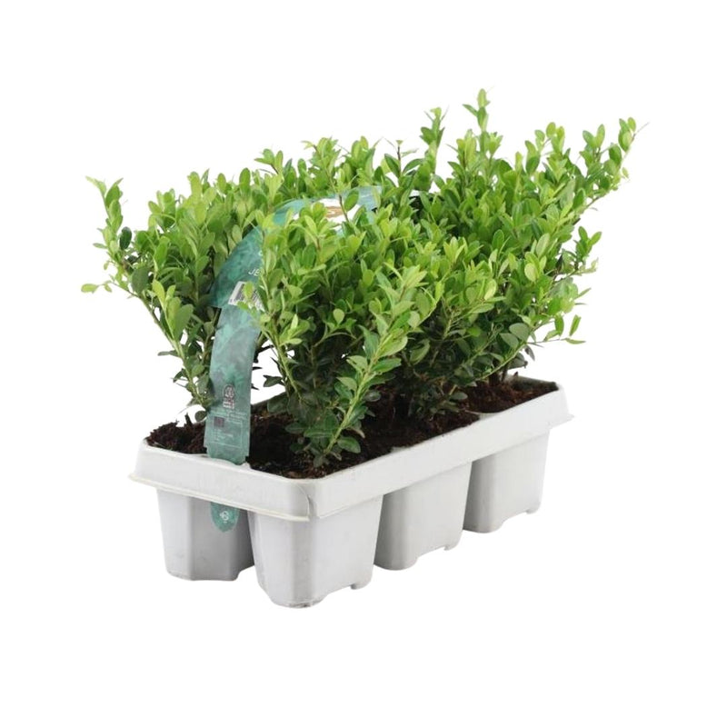 1 meter Hulst haag - Ilex crenata 'Jenny'® - 6 stuks