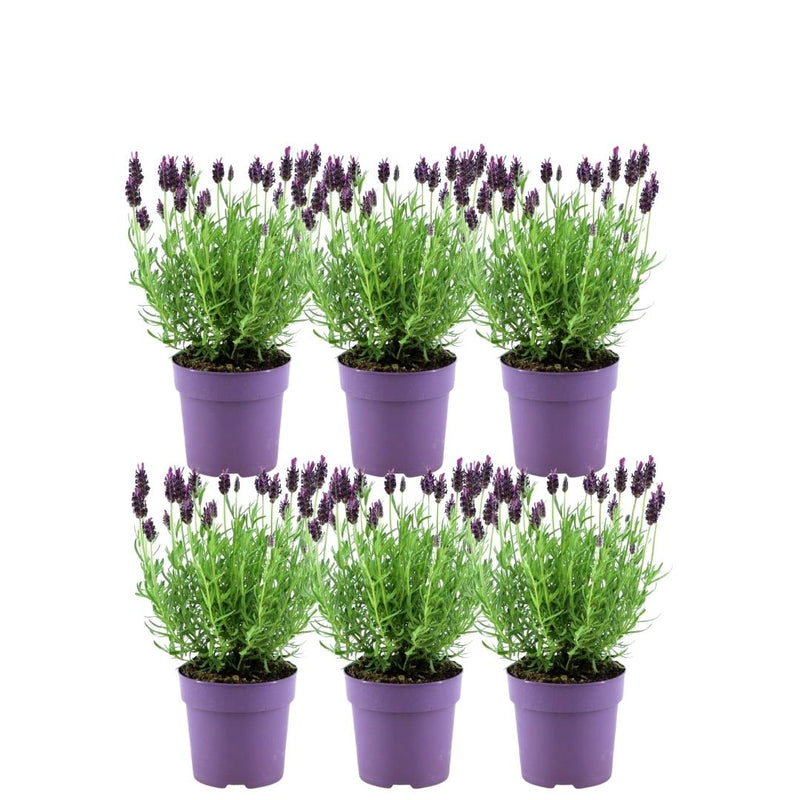 Franse Lavendelplanten Paars - Lavandula stoechas Anouk 6 Stuks