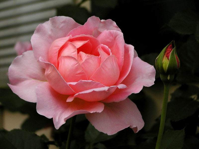 Juego de 3 rosas grandes con flores rosa Reina de Inglaterra