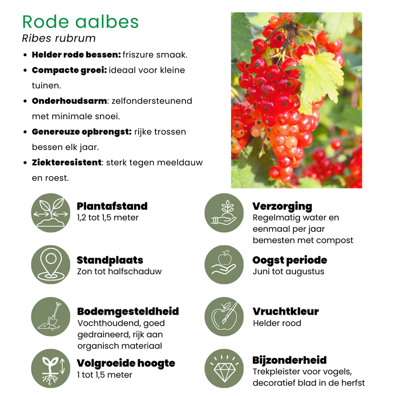 Bio fruitset - Vruchtenoase 5 stuks