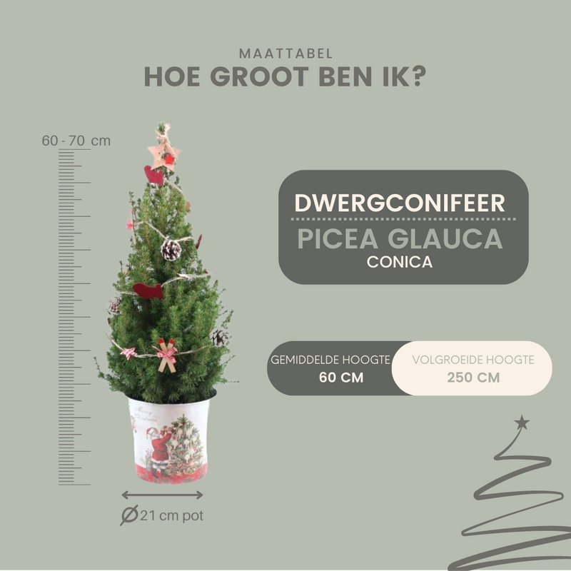 Weihnachtsbaum Picea Conica mit Winterlight-Skate-Beleuchtung im Santa Pot