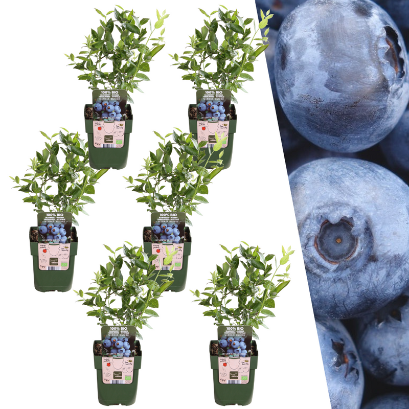 Set van 6 Vaccinium corrymbosum