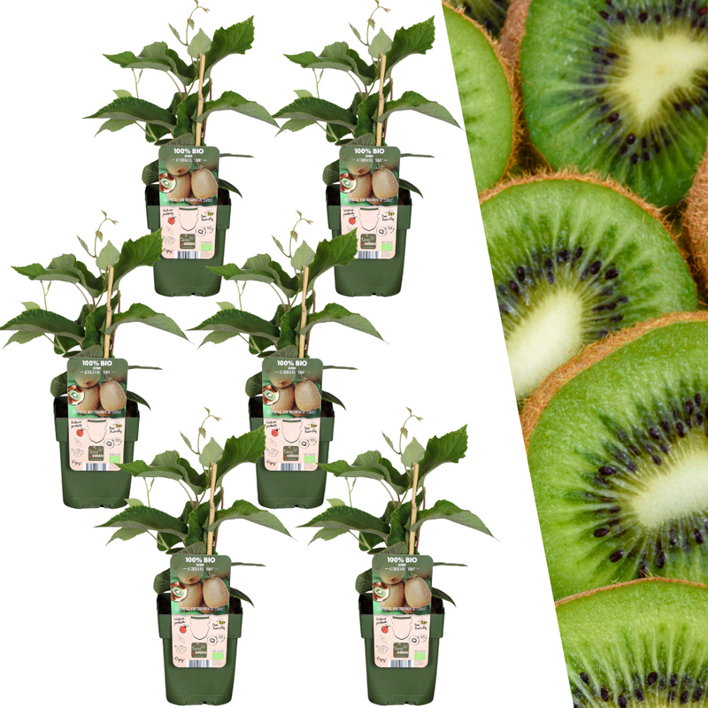 Set van 6 kiwi planten