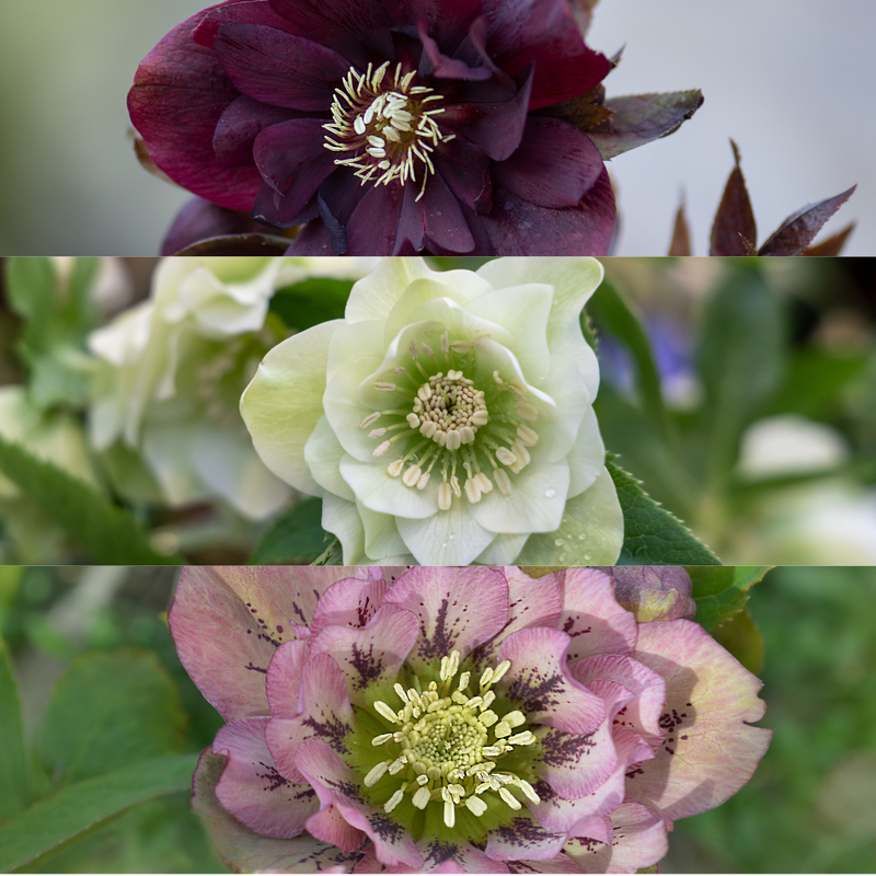 Helleborus Orientalis Specials Mischungsset mit 3 Pflanzen