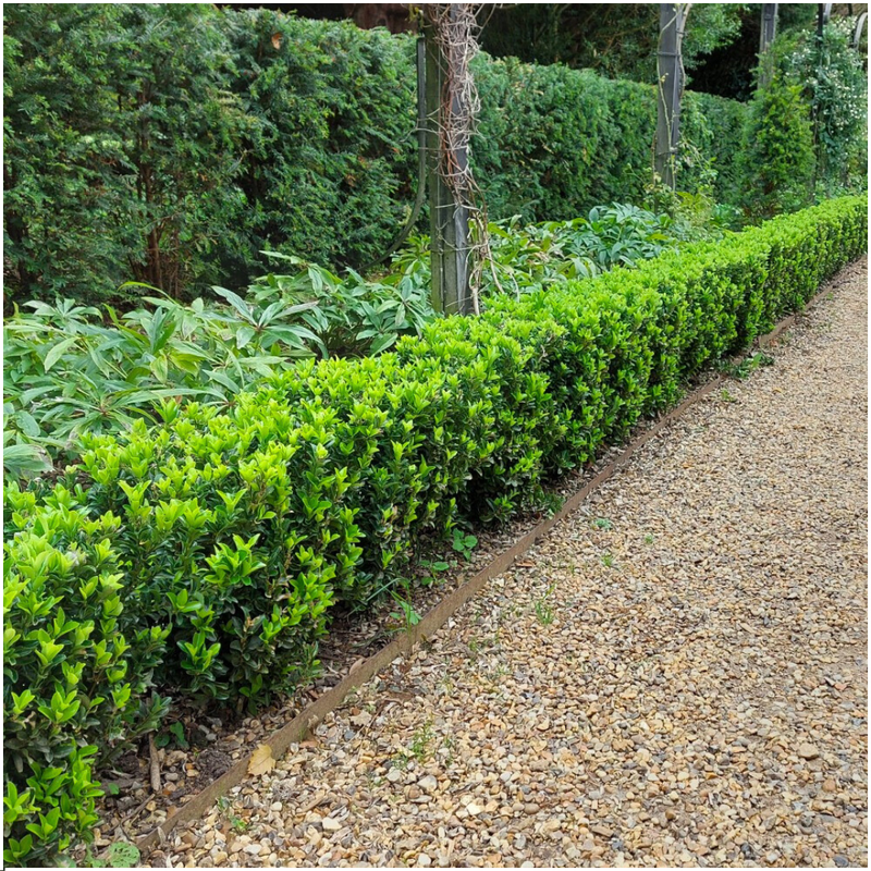 72 Groene kardinaalsmuts planten - Euonymus japonica Green Spire