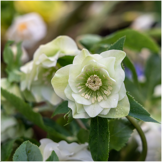 Helleborus Orientalis Specials Mischungsset mit 3 Pflanzen