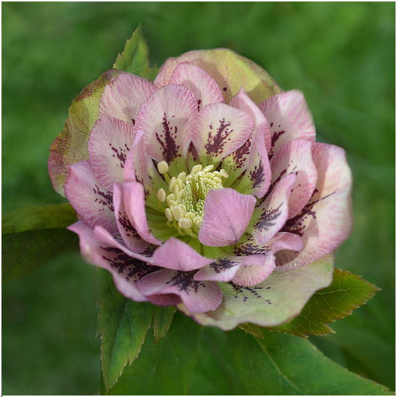 Helleborus Orientalis Specials Mischungsset mit 3 Pflanzen