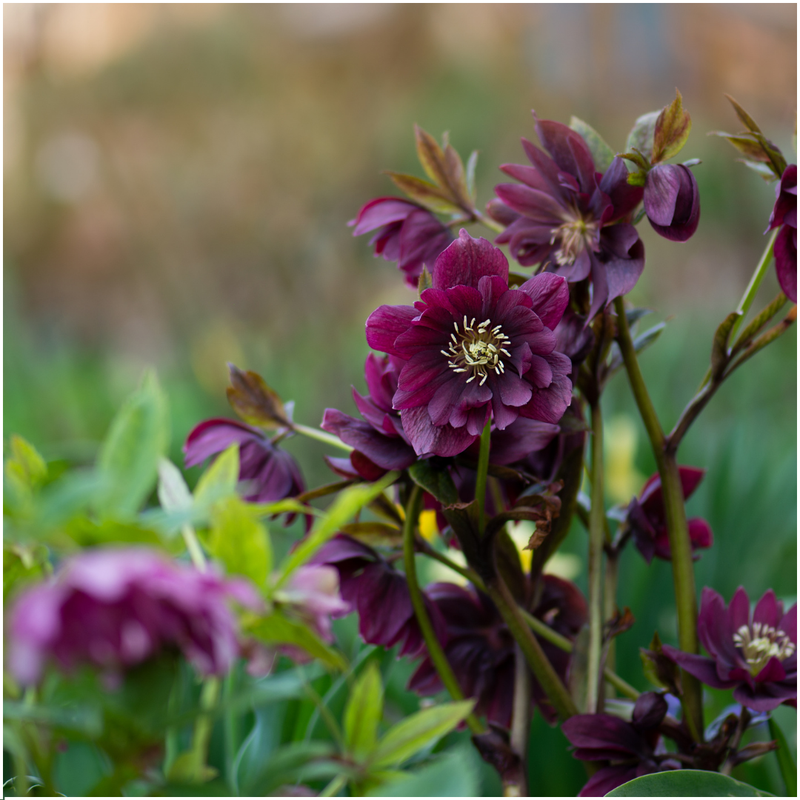 Helleborus Orientalis Specials Mischungsset mit 3 Pflanzen