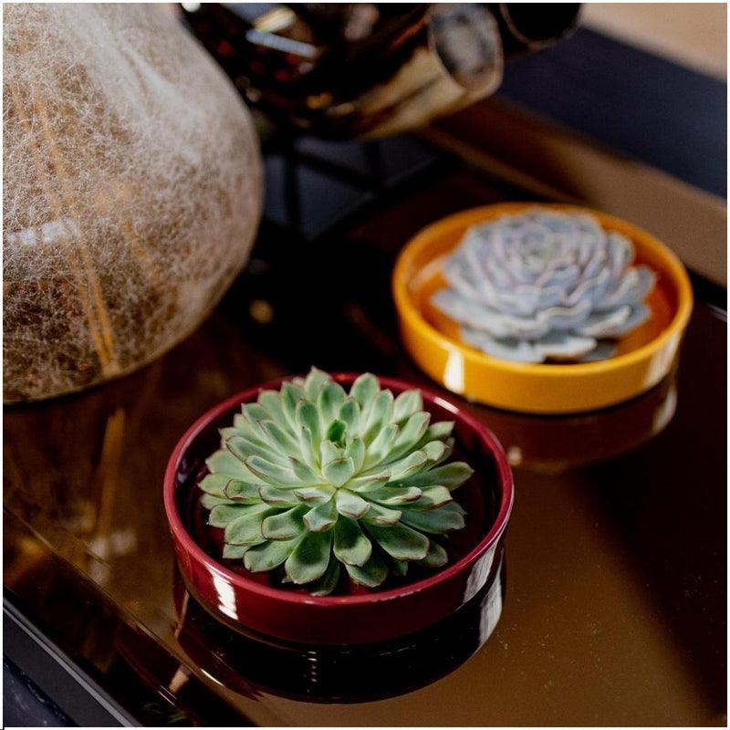 Rootless Succulent Lilacina 12-14 cm Red Bowl