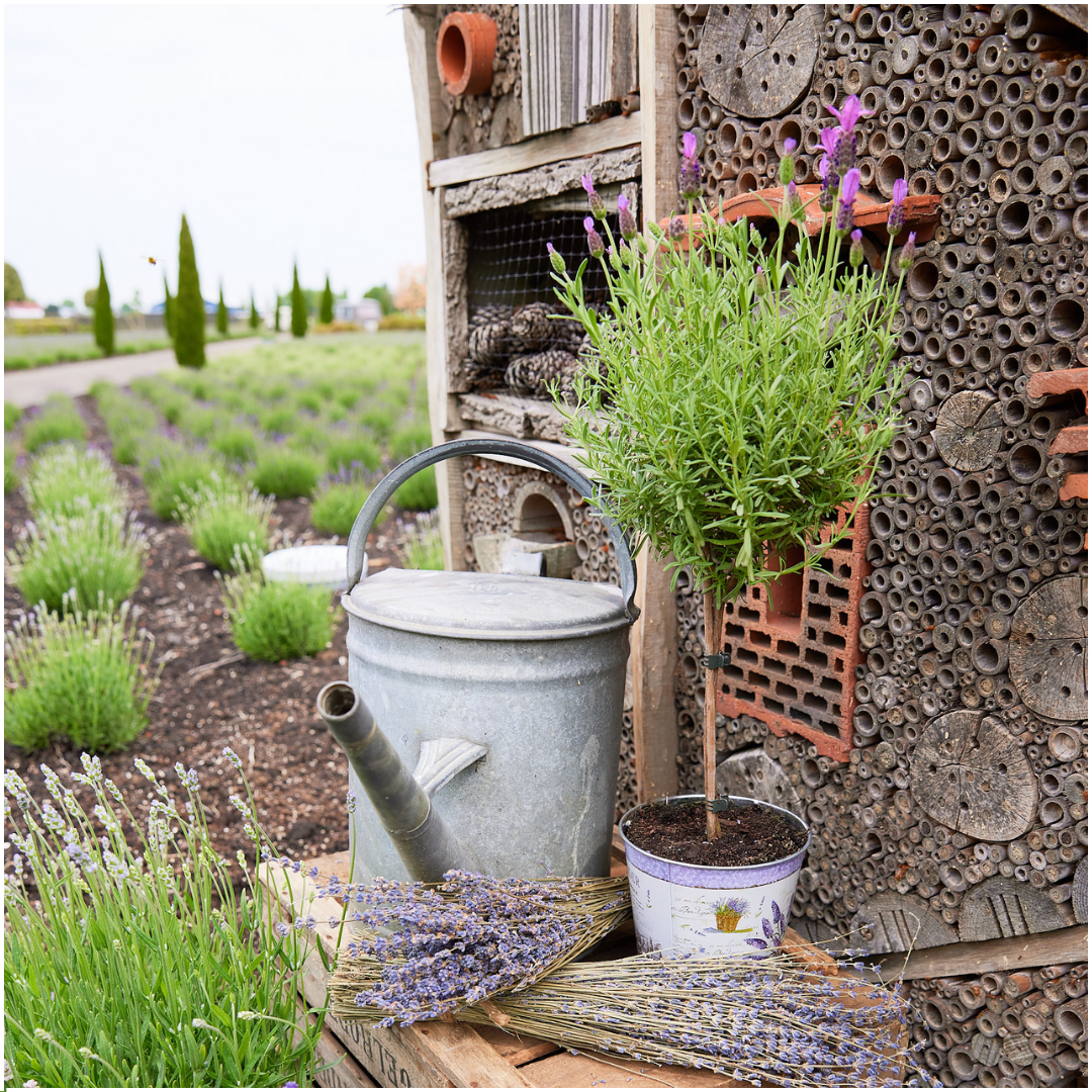 Set of 2 French lavender plants on stem in decorative pot 'Deluxe' | 2 x Ø15 cm - ↕50 cm