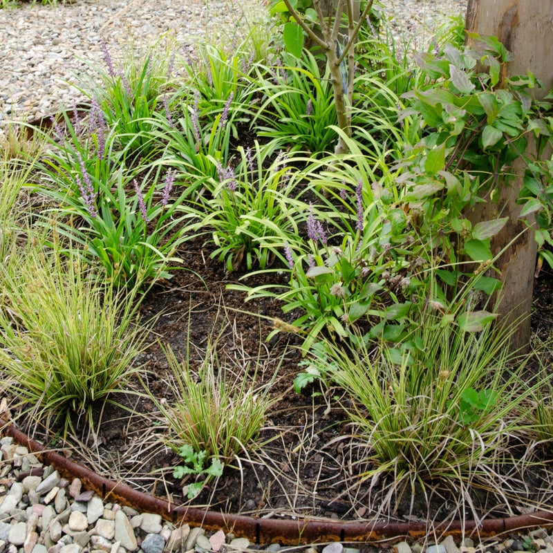 Carex brunnea Variegata XL - 6 stuks