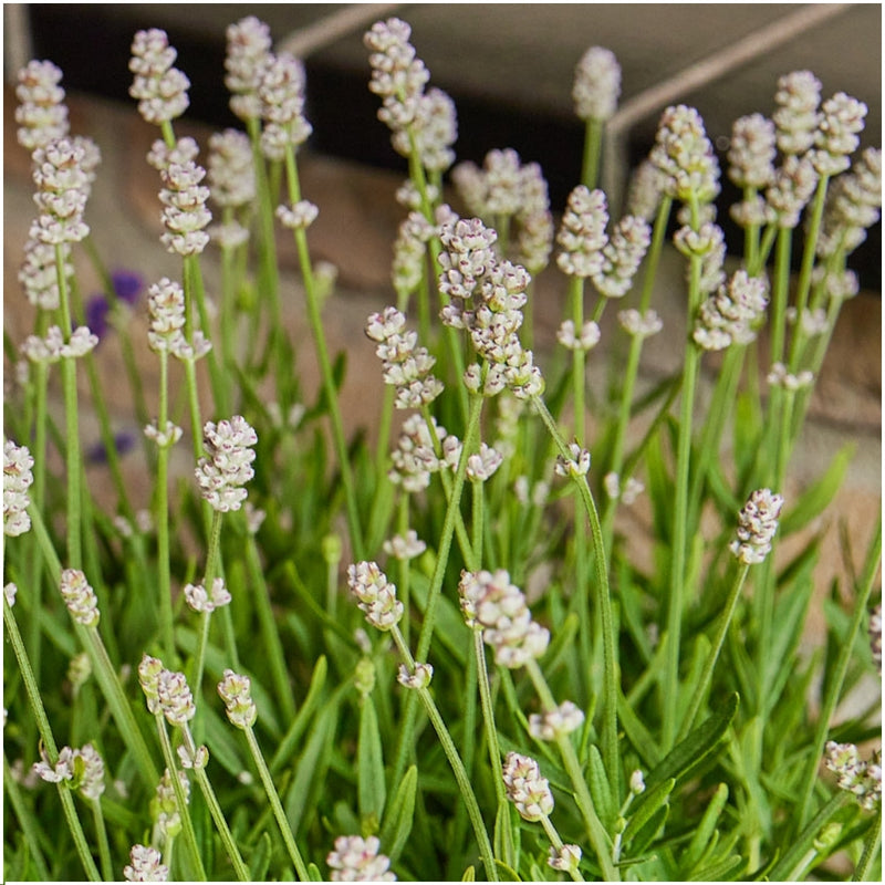 Witte lavendelplanten - Lavendel angustifolia Edelweiss 24 stuks