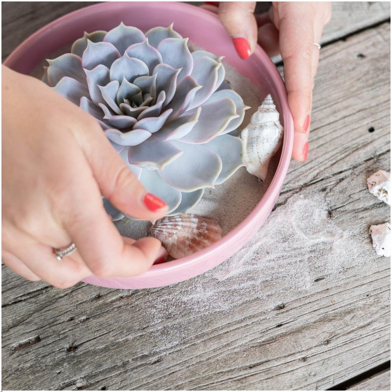 Rootless Succulent Lilacina 12-14 cm Pink Bowl