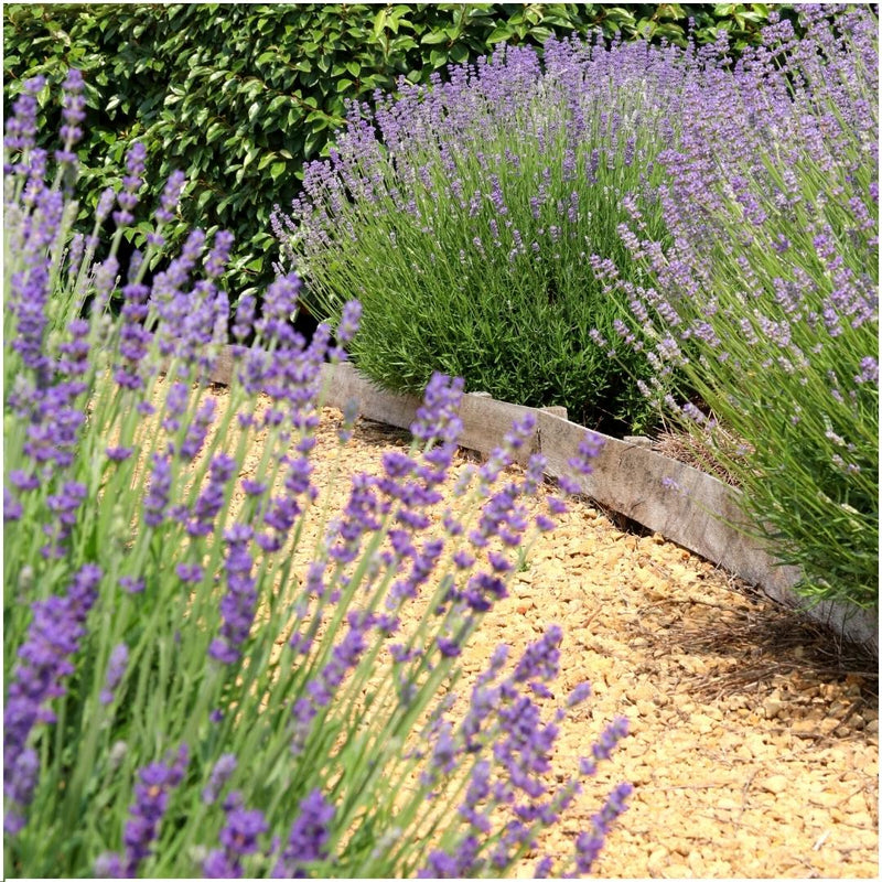 Echte lavendelplanten blauw - Lavendel angustifolia 6 stuks