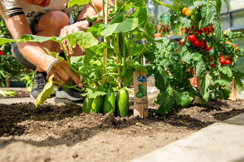 PICK-&-JOY® Snack Cucumber