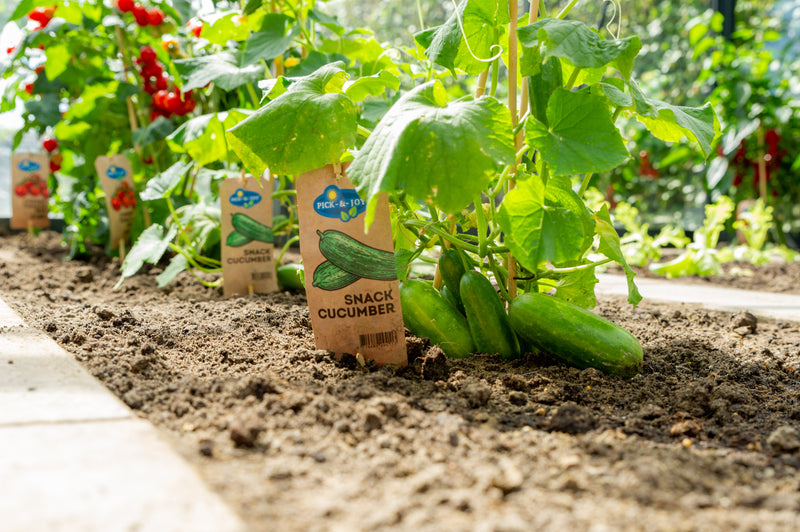 PICK-&-JOY® Snack Cucumber