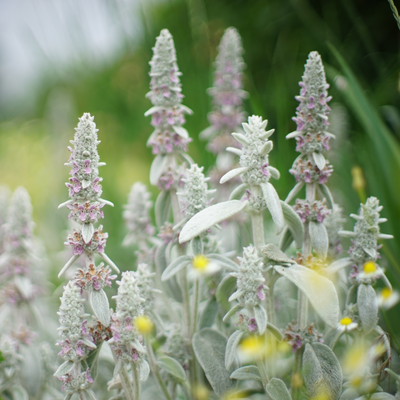 NatureNest Borderpakket Rosie