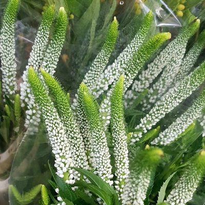 NatureNest borderpakket Isa kleurrijke vaste planten mix