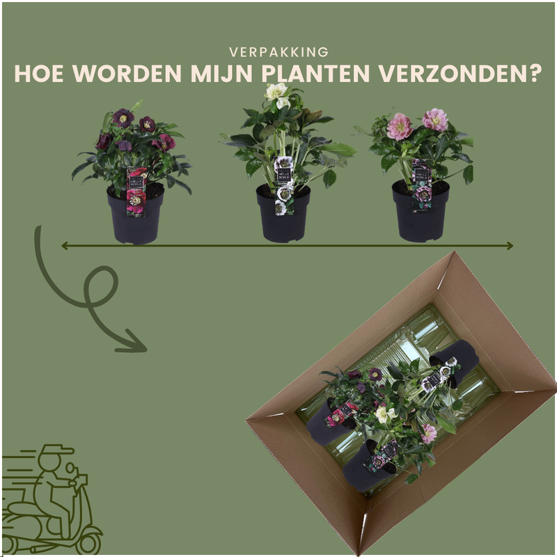 Helleborus Orientalis Specials Mischungsset mit 3 Pflanzen