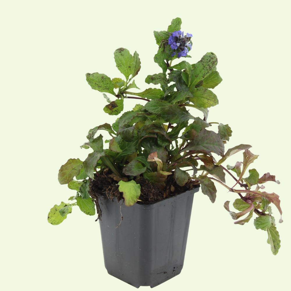 3 Kruipend Zenegroen Planten ‘Ajuga reptans’ Ø9 cm ↕15 cm