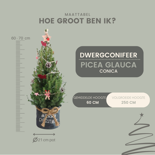 Weihnachtsbaum Picea Conica mit Winterlight-Ski-Beleuchtung in Xmas Bag Blue