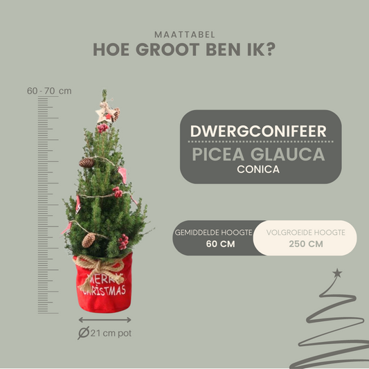 Weihnachtsbaum Picea Conica mit Winterlight-Skate-Beleuchtung in der Weihnachtstüte Rot