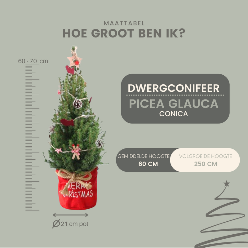 Weihnachtsbaum Picea Conica mit Winterlight-Ski-Beleuchtung im Xmas Bag Red