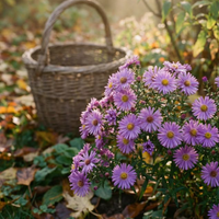 3 Zomeraster ‘Aster frikartii Monch’ Ø9 cm ↕15 cm