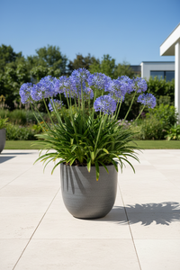 1 Agapanthus blauw ‘Agapanthus’ Ø23 cm ↕80 cm