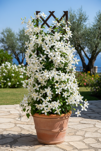 1 Clematis wit ‘Clematis’ Ø23 cm ↕80 cm