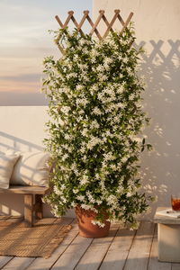 1 Toscaanse jasmijn ‘Trachelospermum jasminoides’ Ø23 cm ↕80 cm