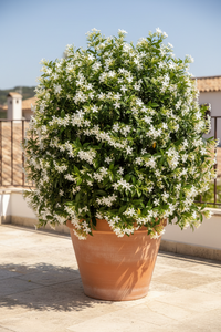 1 Toscaanse jasmijn ‘Trachelospermum jasminoides’ Ø23 cm ↕80 cm