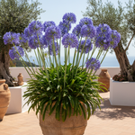 1 Agapanthus blauw ‘Agapanthus’ Ø23 cm ↕80 cm