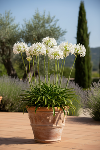 1 Agapanthus wit ‘Agapanthus’ Ø23 cm ↕80 cm