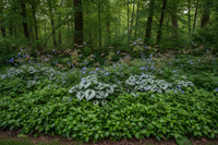 Schaduw Bloemenborder Set van 12, 24, 48, 60 of 120 planten