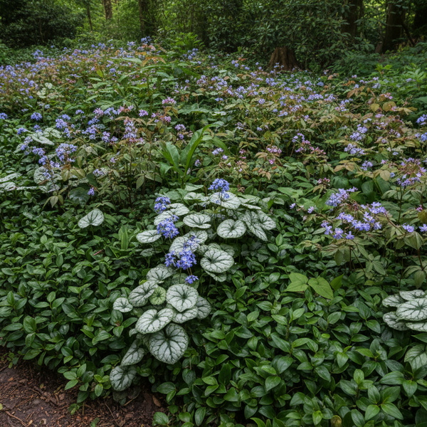 Schaduw Bloemenborder Set van 12, 24, 48, 60 of 120 planten