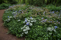 Schaduw Bloemenborder Set van 12, 24, 48, 60 of 120 planten