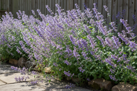 3 Kattenkruid ‘Nepeta faassenii’ Ø9 cm ↕15 cm