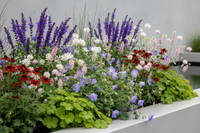 Luxe Bloemborder set van 12, 24, 48, 60 of 120 planten
