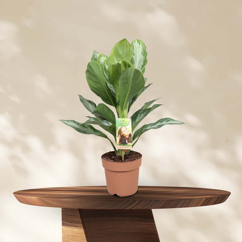 Aglaonema Silver Bay - Chinese Evergreen - Ø17cm - ↕55cm